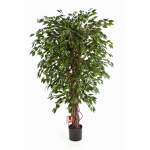 Ficus Lianen Hawaï 90cm